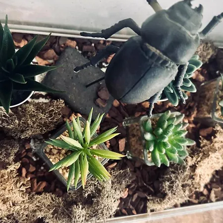 Domus Merian Xii * Trier